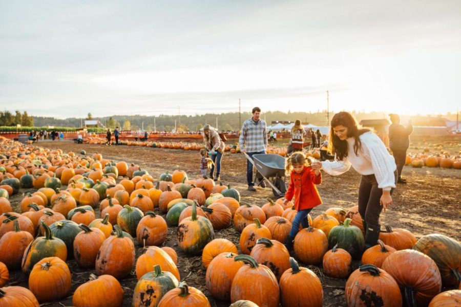 Pumpkin Patch