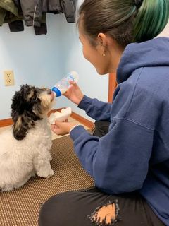 Tracey feeding her puppy, Boba!