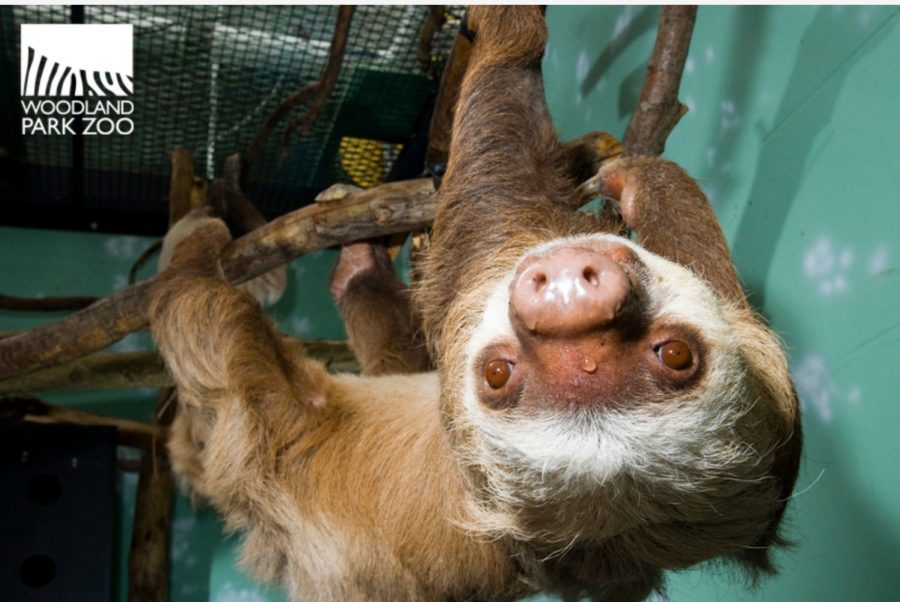 Upside down sloth.